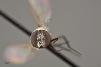 Villa albicollaris image