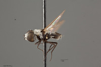 Villa albicollaris image