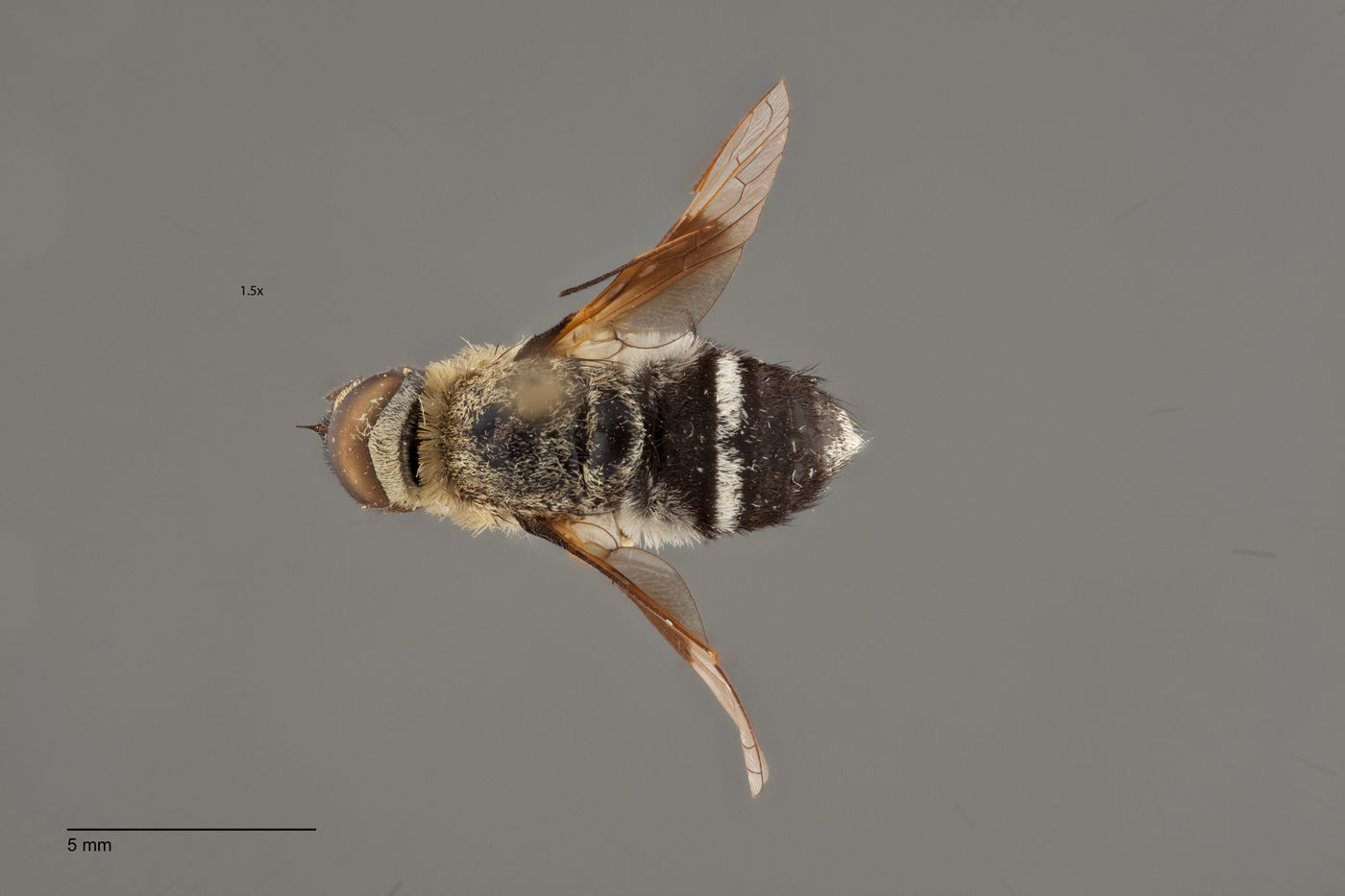 Villa albicincta image