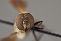 Villa albicincta image