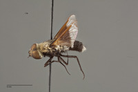 Villa albicincta image