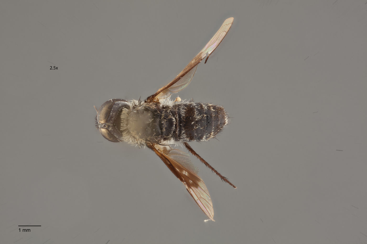 Villa quadripunctata image