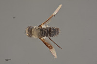 Image of Villa quadripunctata