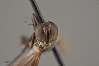 Villa quadripunctata image