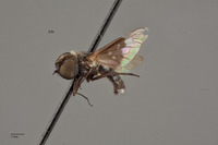 Villa quadripunctata image