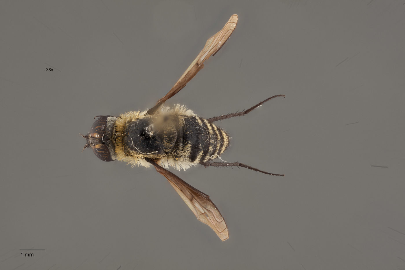 Villa flavicincta image