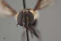 Villa flavicincta image