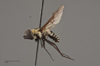 Image of Villa flavicincta