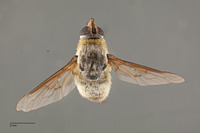 Image of Villa cinerea