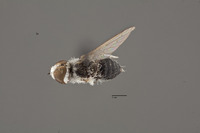 Image of Villa nivea