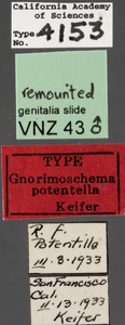 Image of Gnorimoschema potentella