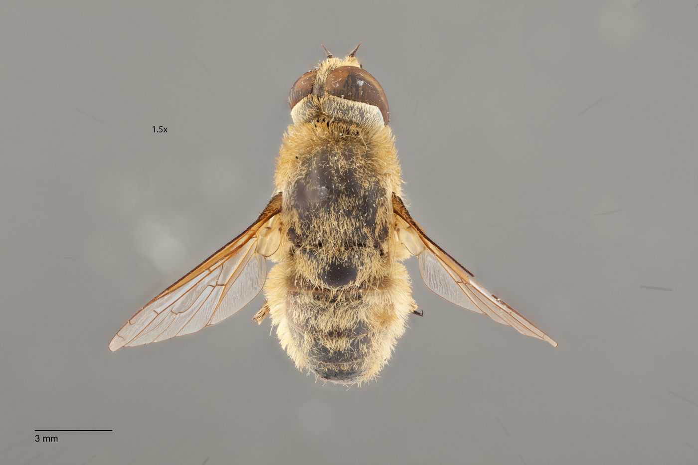 Villa flavipilosa image