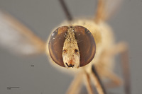 Image of Villa flavipilosa