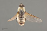 Image of Villa peninsularis