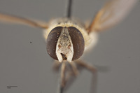 Villa peninsularis image