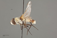 Villa peninsularis image