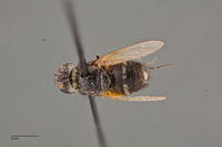 Image of Villa nitida