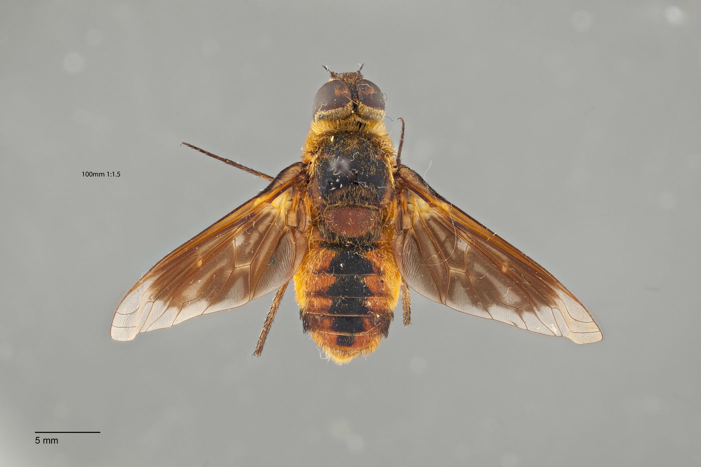 Villa vanduzeei image