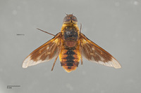 Image of Villa vanduzeei