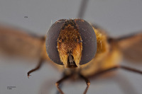 Villa vanduzeei image