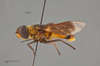 Villa vanduzeei image