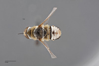 Lepidanthrax hyalinipennis image