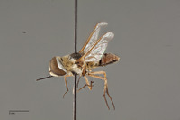 Lepidanthrax hyalinipennis image