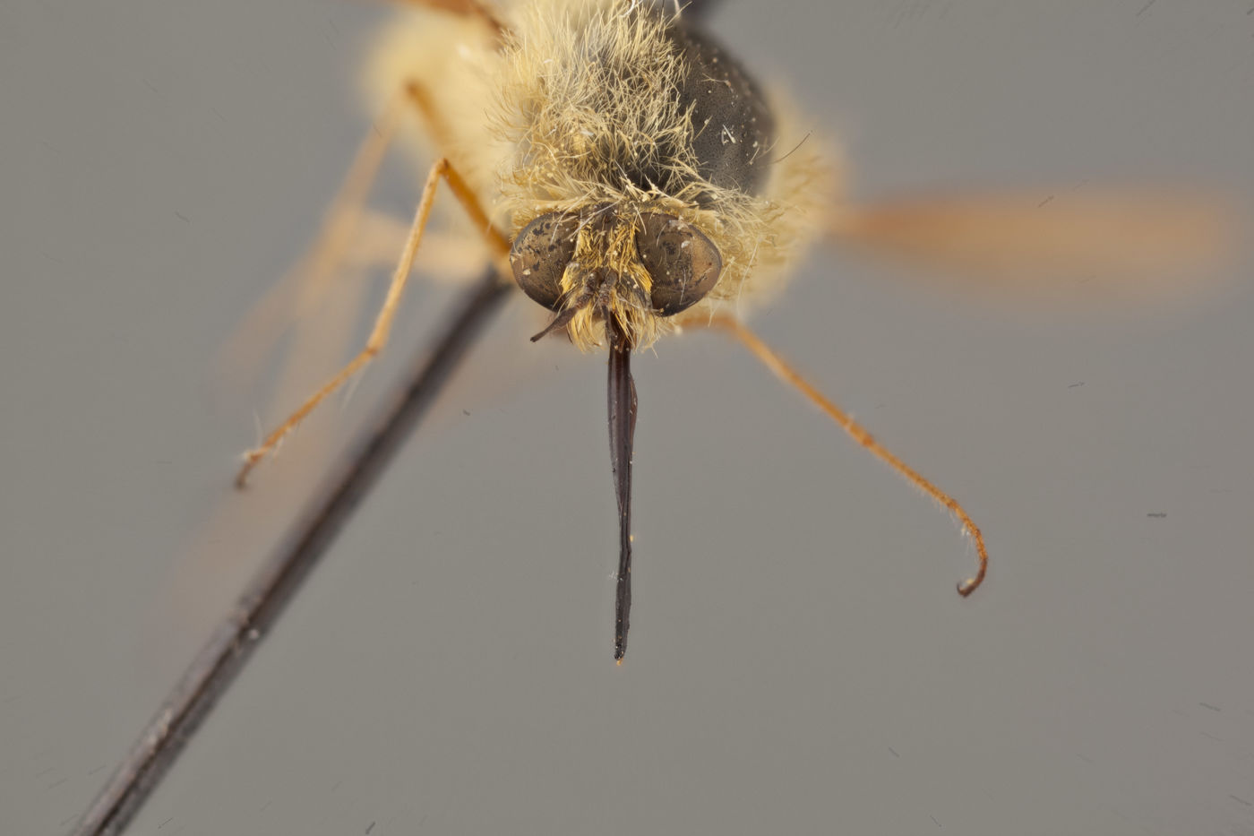 Bombylius flavifrons image
