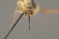 Bombylius flavifrons image