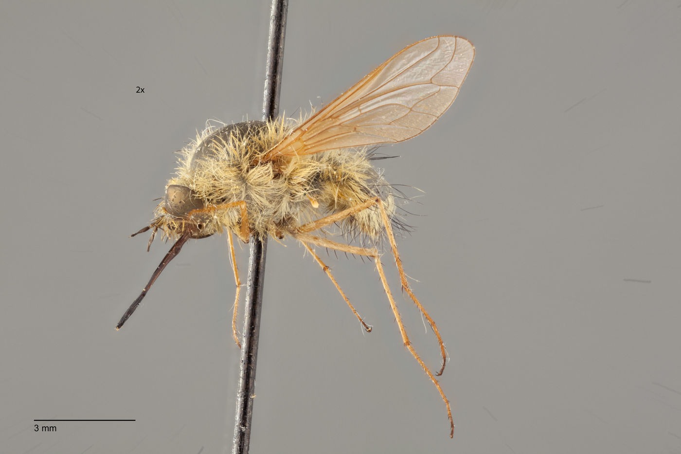 Bombylius flavifrons image