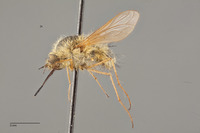 Bombylius flavifrons image