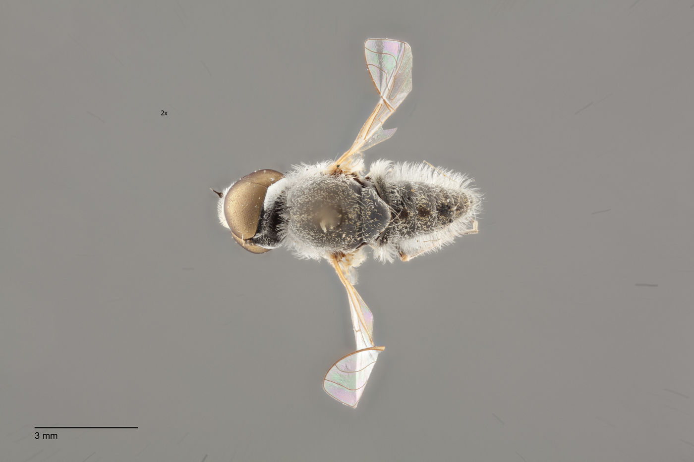 Aphoebantus argentifrons image