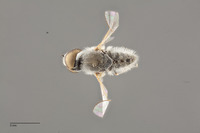 Aphoebantus argentifrons image