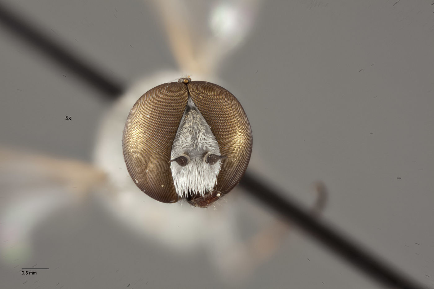 Aphoebantus argentifrons image