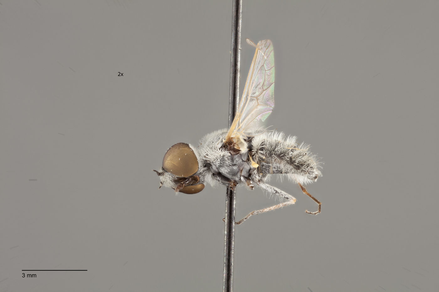 Aphoebantus argentifrons image