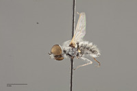 Aphoebantus argentifrons image