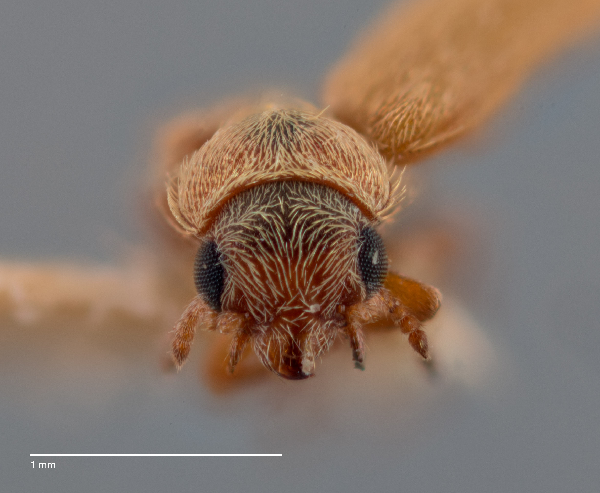 Trichochrous collaris image