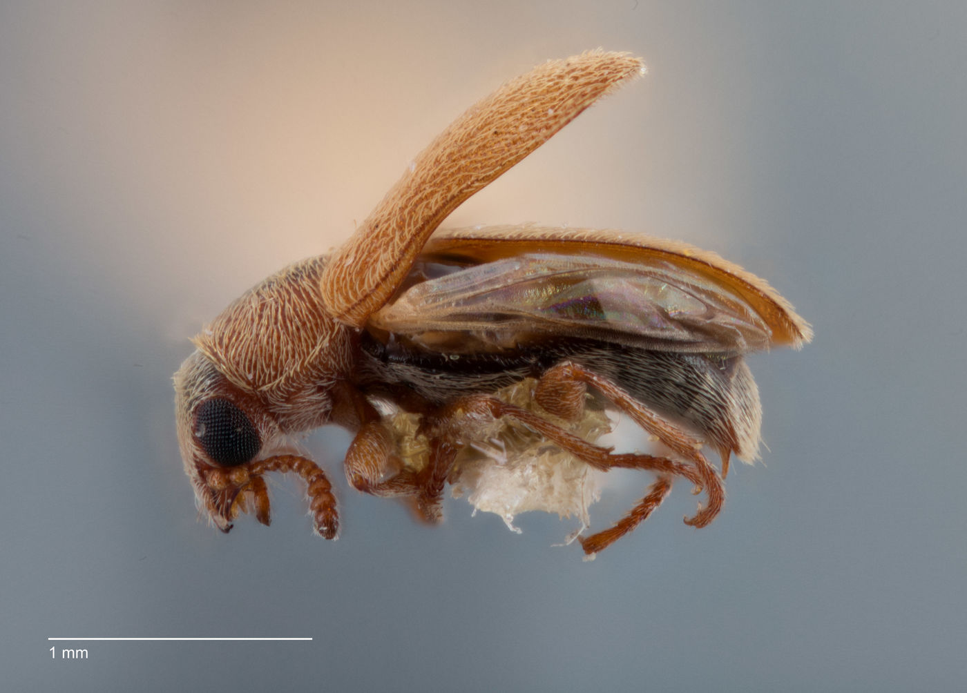 Trichochrous collaris image