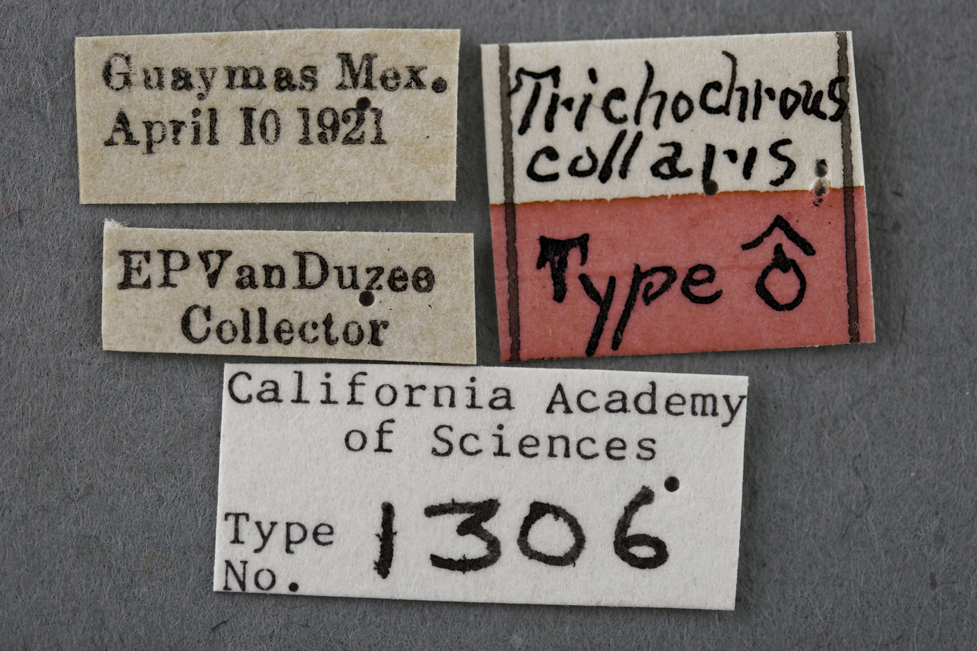 Trichochrous collaris image