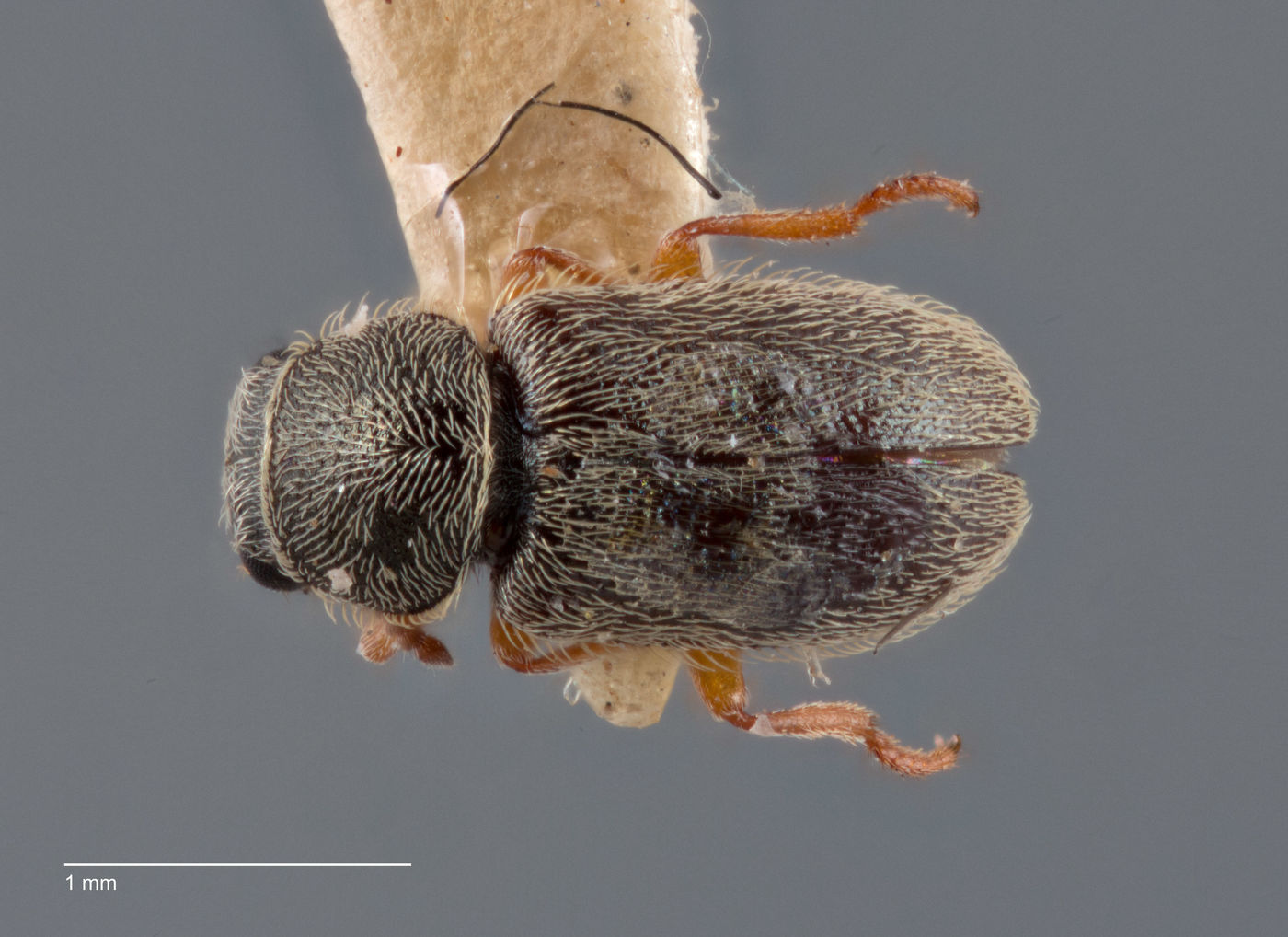 Trichochrous gratus image