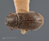 Trichochrous gratus image