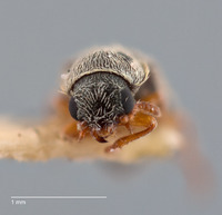 Trichochrous gratus image