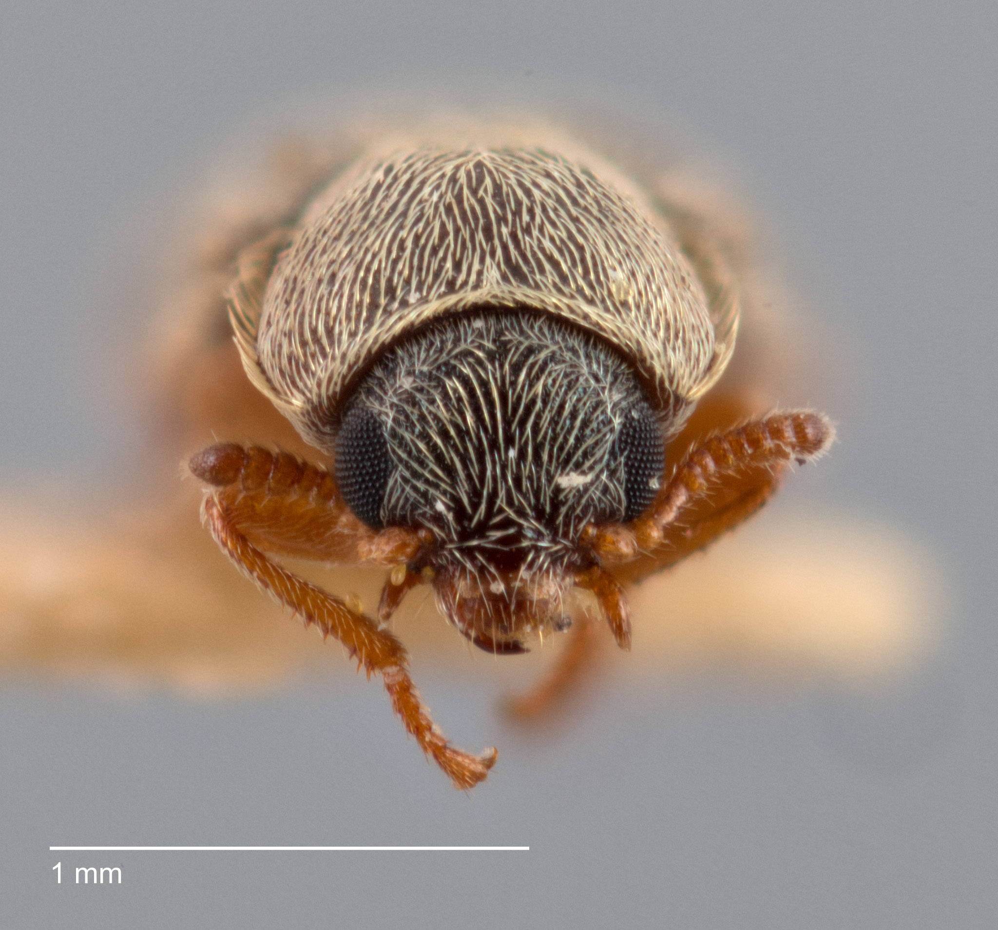 Trichochrous gratus image