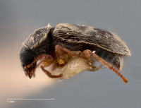 Trichochrous gratus image