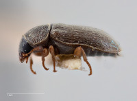 Trichochrous gratus image