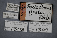 Trichochrous gratus image