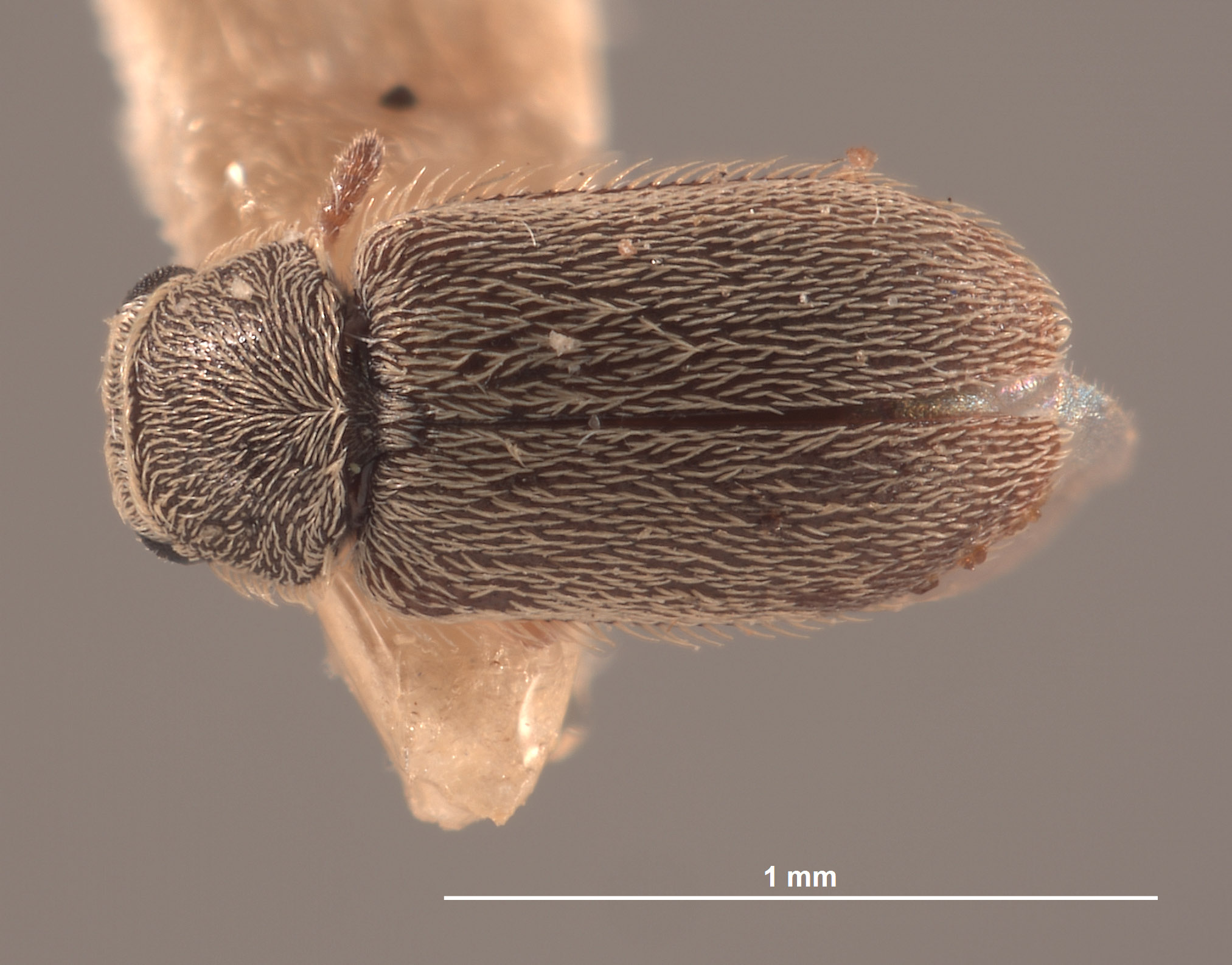 Trichochrous squamiger image
