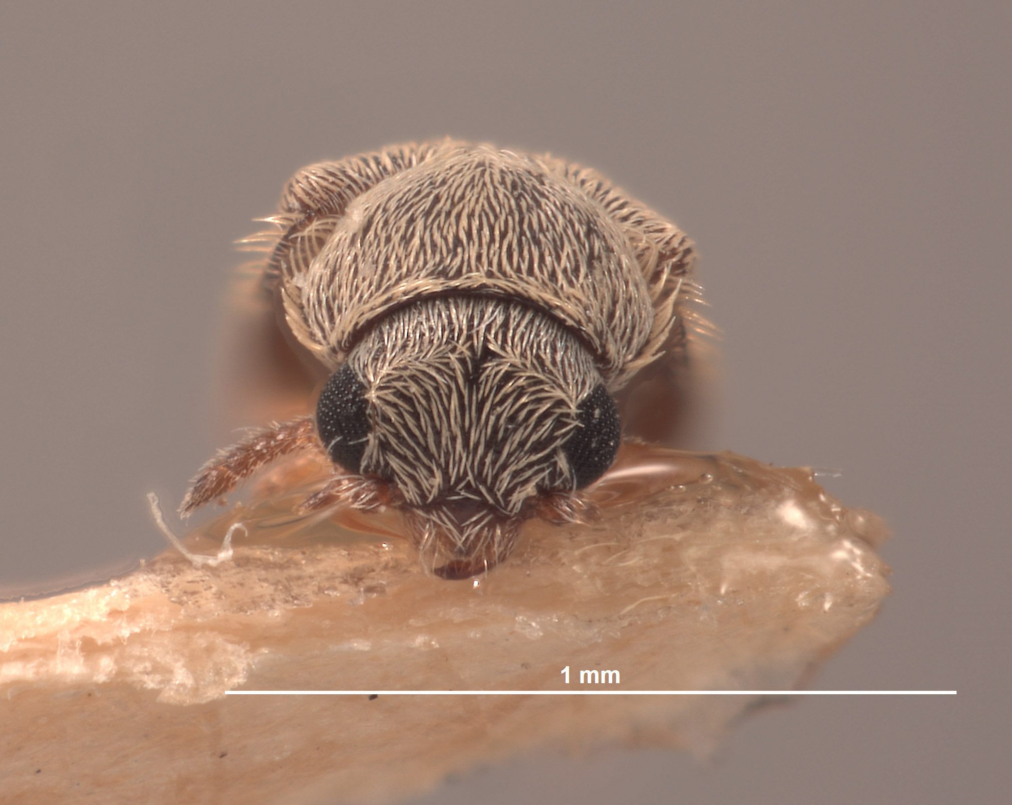 Trichochrous squamiger image