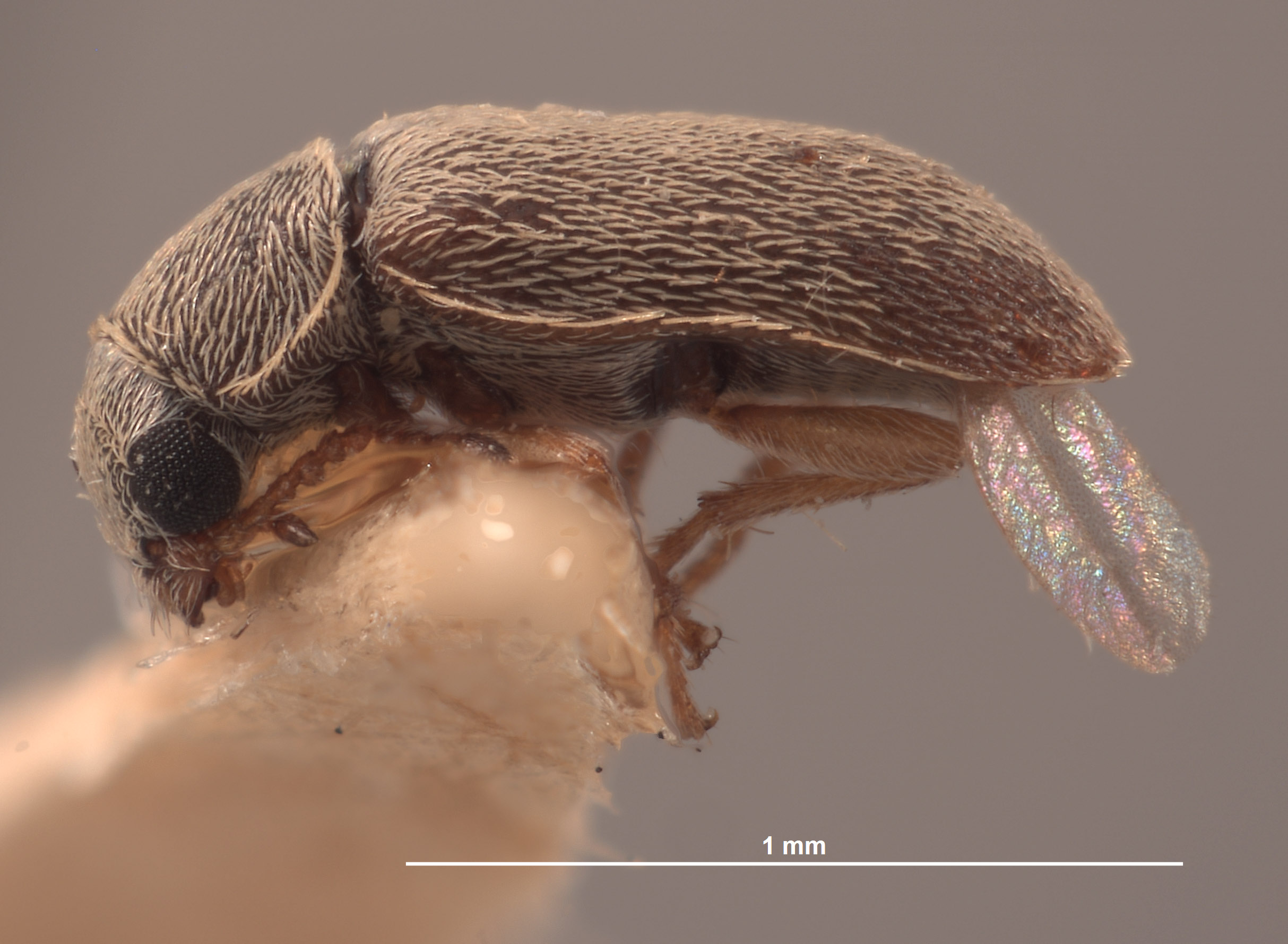 Trichochrous squamiger image