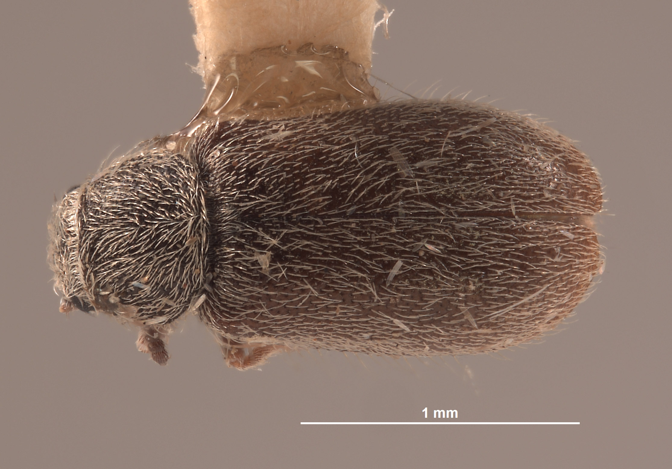 Trichochrous tortugensis image